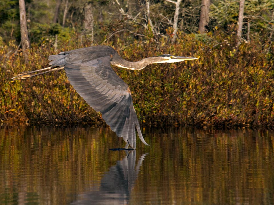 For such a big bird, he was remarkably graceful in the air,